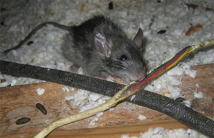 Chuột cắn đứt dây dẫn làm rò rỉ khí gas
